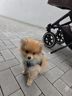  Zwergspitz   Pomeranian Welpe Bild 2