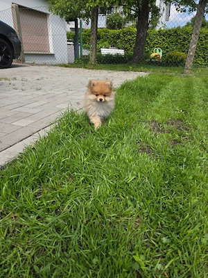  Zwergspitz   Pomeranian Welpe Bild 4