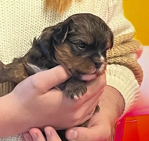 Hundewelpen (Shorkie) abzugeben 