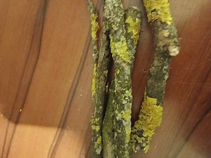 Flechten und laub für insekten 