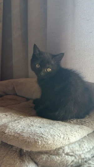 Kitten (kater) abzugeben 