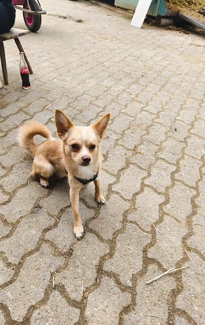 Pomchi 1 Jahr 
