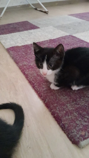 Katzenbabys suchen dich