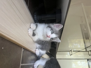 Ragdoll BKH Kitten 