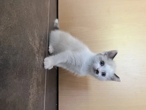 Ragdoll BKH Kitten 
