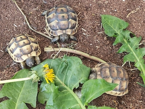 Testudo Graeca  Bild 2