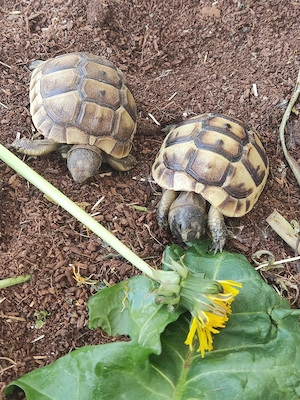 Testudo Graeca  Bild 3
