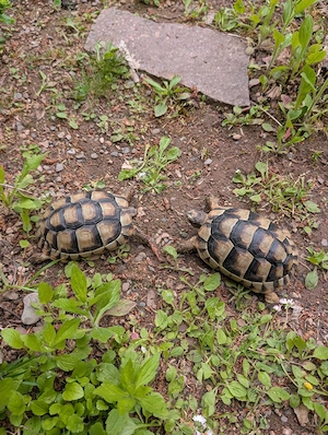 Breitrandschildkröten NZ 2020
