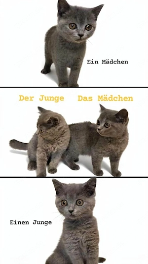 Wunderschöne Britisch Kätzchen