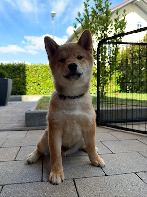 Shiba Inu Welpe