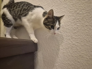 hauskatzen kitten 8 mon