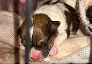 Jack Russell Welpen sind da ! 