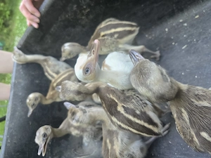 Nandu zu verkaufen 