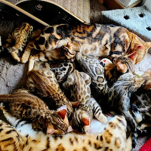  Exklusive Bengalkitten mit Traumzeichnung suchen liebevolles Zuhause