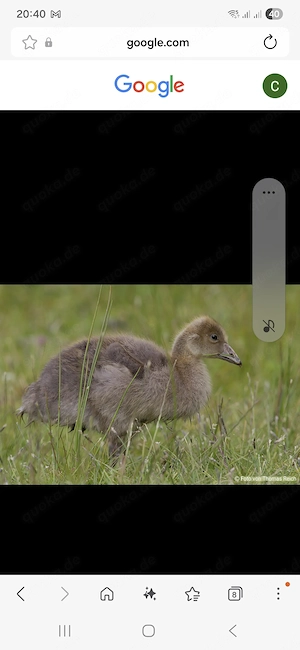 Junge Graugänse zu verkaufen 