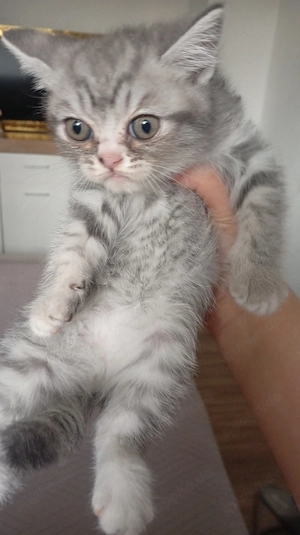 BKH kitten  kater 25.3.26