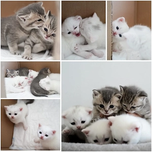 5 Wunderschöne BKH Kitten suchen ab Anfang Juli ein liebevolles Zuhause 