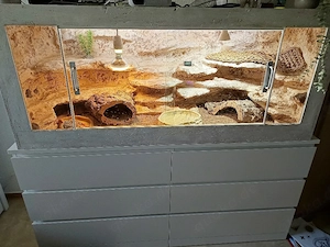Terrarium für Bartagame oder andere Wüstenbewohner 