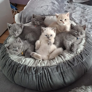 BKH-Kitten