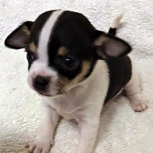 Niedliche und liebenswerte Chihuahua-Welpen, sowohl männliche als auch weibliche, suchen ein liebevo