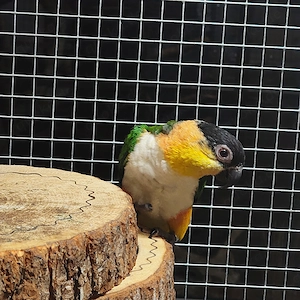 Grünzügelpapagei Papagei Pionites 1.1 Caique Weißbauchpapagei 