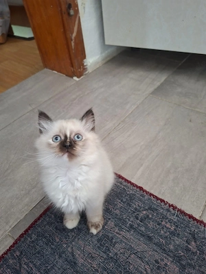 Wunderschöne Katzenbabys   BKH Birman Mix mit Point-Farben 