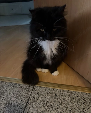 7jahre alter Perser Mix Kater sucht ein neues Zuhause