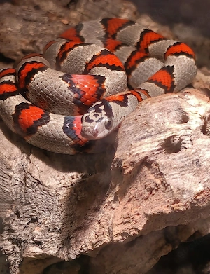 Lampropeltis leonis 
