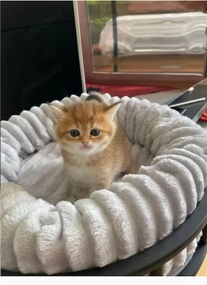 Bkh kitten 