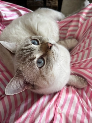 kater Kitten (katze) Türkisch Van Blue Point
