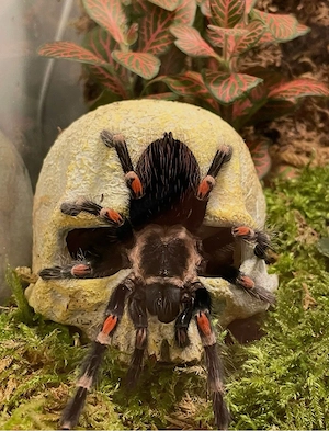 brachypelma auratum weibchen Vogelspinne