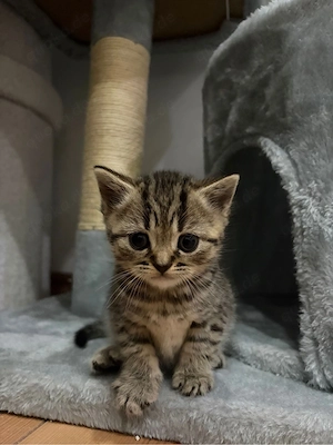 BKH Kitten Braun Tabby