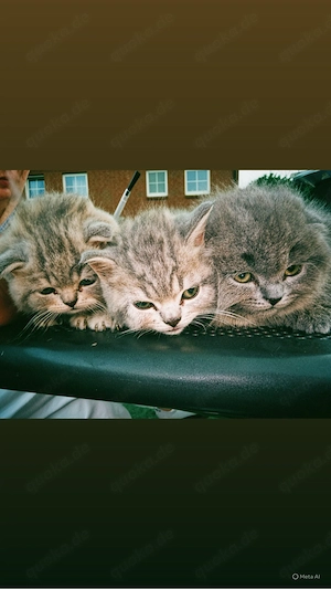 katzen kitten 