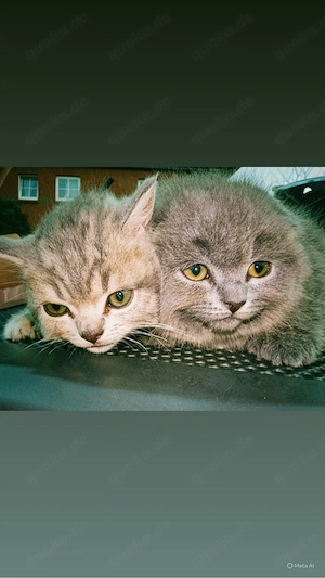 reinrassige kitten Bkh 