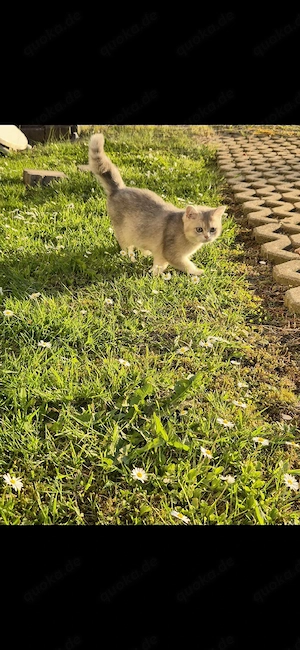 reinrassige BKH Kitten