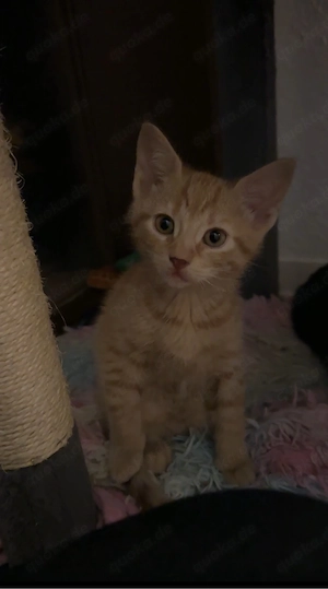 orangene kitten mädchen 