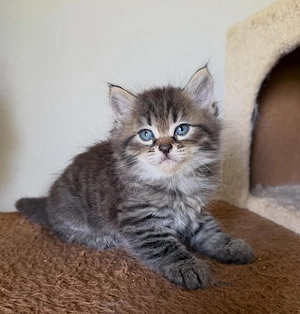 Dunkle sibirische Katzenbabys (männlich und weiblich)