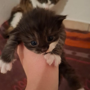 Maine Coon Kätzchen 