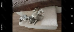 BKH kitten  kater 25.3.26