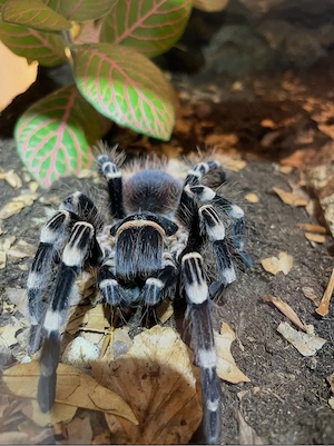 Acanthoscurria geniculata weibchen Vogelspinne