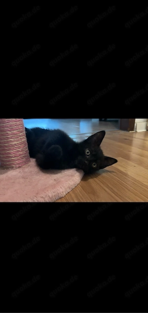 3 schwarze kitten männlich 