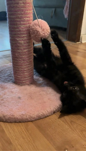 2 schwarze kitten männlich  Bild 3