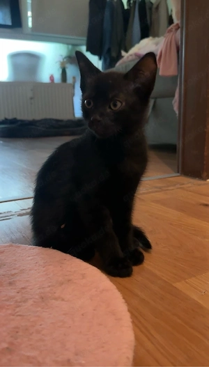 2 schwarze kitten männlich  Bild 2