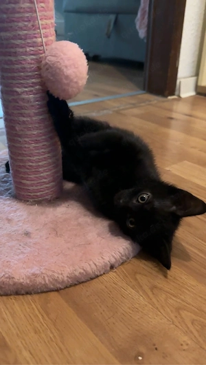 2 schwarze kitten männlich  Bild 4