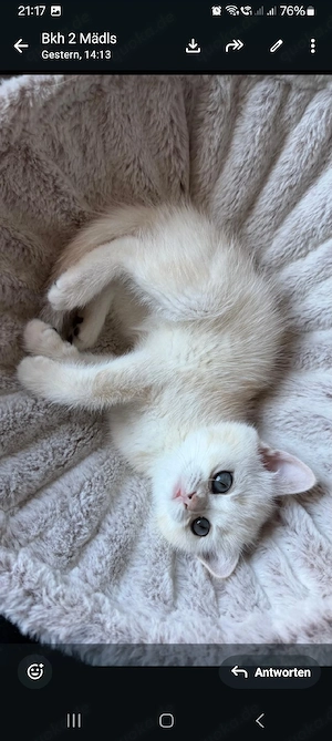 BKH- Kitten- weiblich- 12 wochen jung  Bild 5