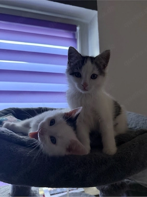 2 süße Siam-Mix Kater suchen ein neues Zuhause   