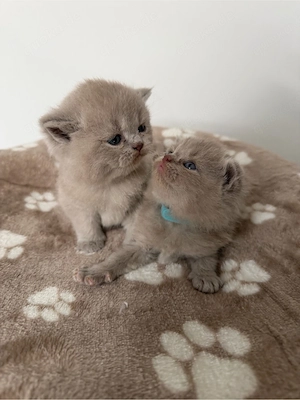 Britisch Kurzhaar Kitten
