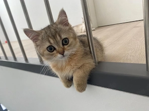 Britisch kurzhaare Kitten  Bild 2