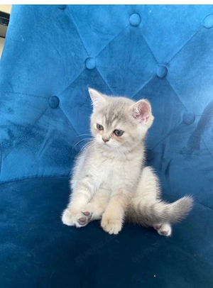 Britisch kurzhaare Kitten  Bild 9