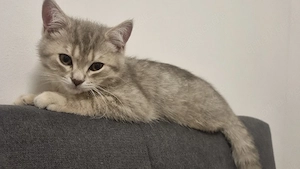 Britisch kurzhaare Kitten  Bild 5